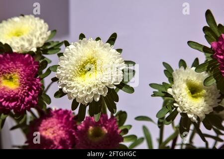 Aster blüht auf weißem Hintergrund Stockfoto