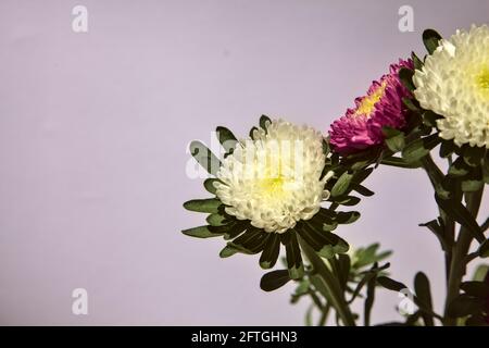 Aster blüht auf weißem Hintergrund Stockfoto