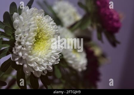Aster blüht auf weißem Hintergrund Stockfoto