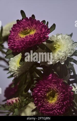 Aster blüht auf weißem Hintergrund Stockfoto