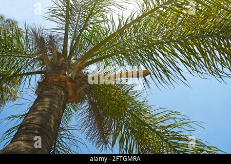 Jerivá-Palme, Syagrus romanzoffiana Stockfoto