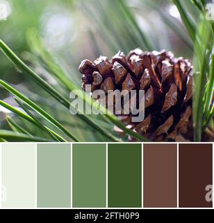 Farblich passende Palette von Kiefernkegel auf grünem Hintergrund, Nahaufnahme Stockfoto