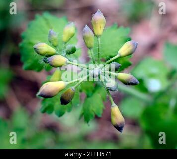 Chelidonium majus, allgemein bekannt als größere Zöliannospen in extremer Nahaufnahme Stockfoto