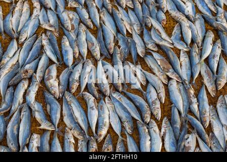 Fische zum Trocknen aus der Nähe. Fischmarkt in Negombo, Sri Lanka Stockfoto