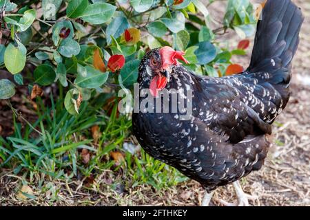 Anconas Huhn ist ein schwarz gefiederter Hinterhof Farm Vogel mit weißen Flecken überall und orange rote Augen. Ein sparsames, heimisches Geflügel für Eier Stockfoto