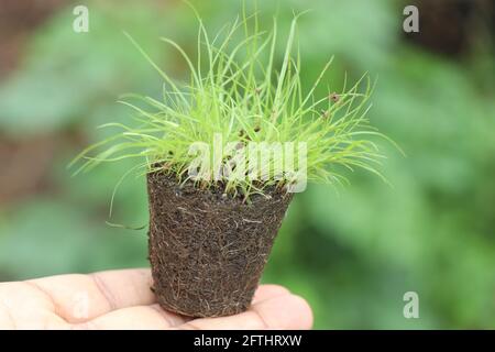 Kleine topfförmige Erde mit einer Gruppe von frischem, grünem Gras Die Pflanze wurde aus der Keimschale in der Hand gehalten Stockfoto