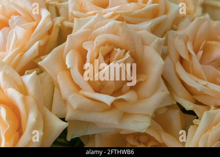 Cream Tea Rose in einem Bouquet Nahaufnahme Stockfoto