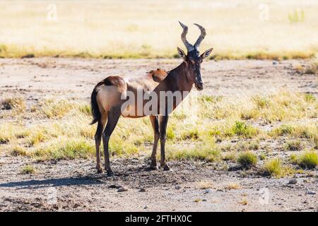 Roter Hartebeest auf der trockenen braunen Savanne Stockfoto