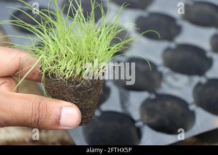 Die Pflanze wird aus dem Schacht der Kultivierungsschale in der Hand gehalten. Anbauschalen, die für den Anbau von Sämling auf dem Hintergrund verwendet werden Stockfoto