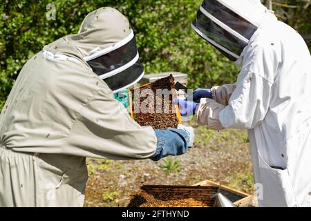 Zwei Imker in weißen und olivgrünen Bienenanzügen, die einen Bienenstock für eine Inspektion öffnen, Bienen bearbeiten, den Bienenstock kontrollieren, Bienenzucht kontrollieren, Bienenzuchtpflichten Stockfoto