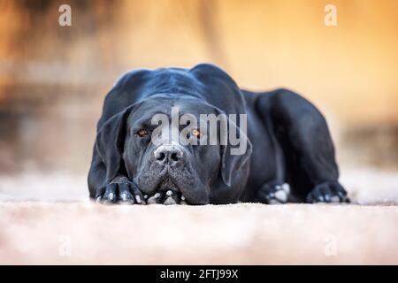 Die schwarze Hunderasse Cane Corso liegt auf dem Boden Stockfoto