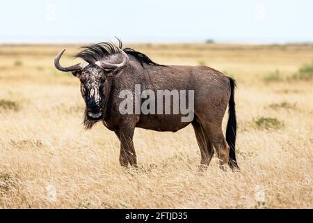 Große afrikanische Antilope GNU, die im gelben trockenen Gras läuft Stockfoto