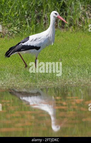 Beringter/gebänderter Weißstorch (Ciconia ciconia) Im Frühling entlang des Seeufers auf Nahrungssuche Stockfoto