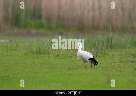 Beringter/gebänderter Weißstorch (Ciconia ciconia) Futter im Sumpfland / Sumpf im Frühjahr Stockfoto