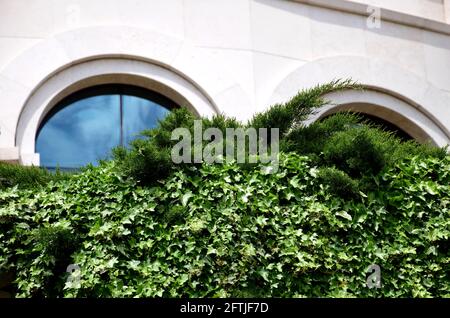 Üppig grüner Kletterer Efeu und immergrüner Arborvitae Wacholder Detail mit Steinmauer und gewölbten Fenstern. Gartenarbeit, Landschaftsgestaltung und Architektur. Stockfoto