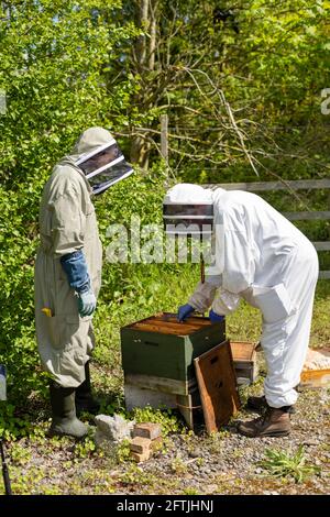 Zwei Imker in weißen und olivgrünen Bienenanzügen, die einen Bienenstock für eine Inspektion öffnen, Bienen bearbeiten, den Bienenstock kontrollieren, Bienenzucht kontrollieren, Bienenzuchtpflichten Stockfoto