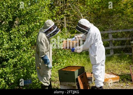 Zwei Imker in weißen und olivgrünen Bienenanzügen, die einen Bienenstock für eine Inspektion öffnen, Bienen bearbeiten, den Bienenstock kontrollieren, Bienenzucht kontrollieren, Bienenzuchtpflichten Stockfoto