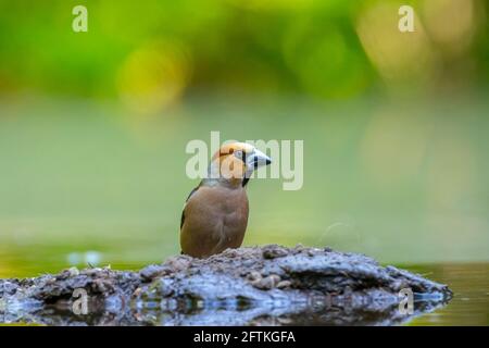 Habichtskäfer, Coccothraustes coccothraustes, Futter Stockfoto