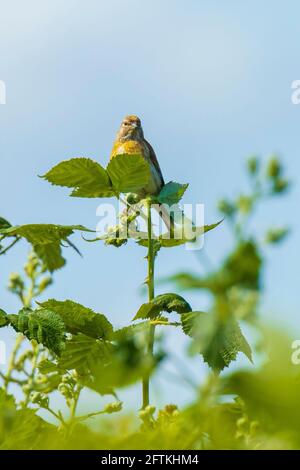 Nahaufnahme eines Linnet-Vogelweibchens, Carduelis Cannabina, zeigt und sucht während der Frühjahrssaison nach einem Partner. Singen in der frühen Morgensonne Stockfoto