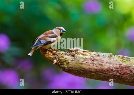 Nahaufnahme eines weiblichen hawfinch Coccothraustes coccothraustes Vogel in einem Wald thront. Selektiver Fokus und natürlichem Sonnenlicht Stockfoto