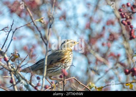 Eine Rotdrossel Vogel, Turdus Iliacu, Beeren aus einem Busch während der Herbstsaison essend Stockfoto