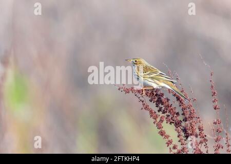 Wiesenpipit, anthus pratensis, Vogel auf Vegetation im Grasland thront. Stockfoto
