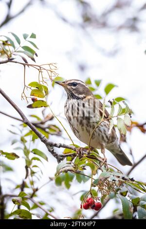 Eine Rotdrossel Vogel, Turdus Iliacu, Beeren aus einem Busch während der Herbstsaison essend Stockfoto