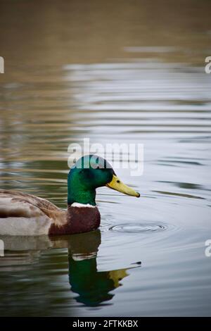 Mallard Duck, Male, Anas platyrhynchos, mit Wasser, das aus seinem Schnabel in einen See tropft. Stockfoto