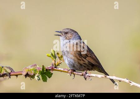 Nahaufnahme einer Dunnock, Phasianus colchicus, vogel in einer Baumdarstellung und singt ein Lied am frühen Morgen im Frühling eine Frau zu gewinnen. Stockfoto