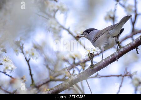 Nahaufnahme von einem eurasischen Mönchsgrasmücke Vogel, Sylvia atricapilla, hocken auf einem Zweig, das Singen in einem grünen Wald im Frühling Brutzeit. Stockfoto