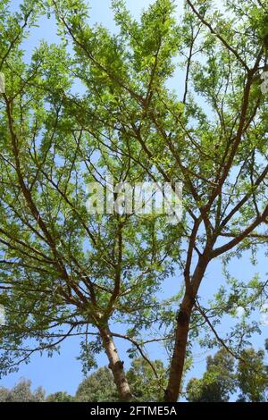 Acacia horrida, Ostafrika Stockfoto