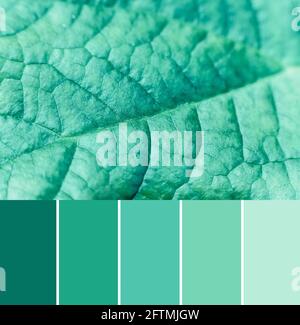 Neue Trend Farbabstimmung Palette von mintgrün getönten Blatt, Nahaufnahme Stockfoto