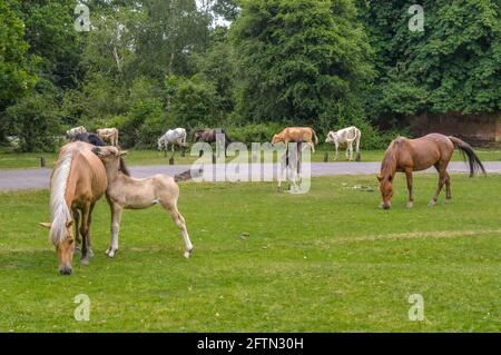 New Forest Ponys And Foals, Hampshire, England Stockfoto