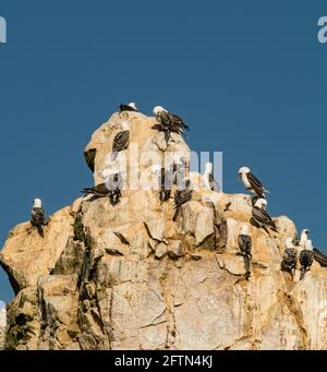 Viele peruanische Booby (Sula variegata) auf den Ballestas-Inseln im Paracas-Nationalpark, Peru. Stockfoto