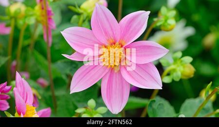 Dahlia auf dem Hintergrund von Blumenbeeten. Konzentrieren Sie sich auf Blume. Geringe Schärfentiefe. Breites Foto. Stockfoto