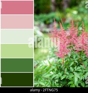 Farblich passende Palette von rosa Blume von Astilba auf grün Hintergrund Stockfoto
