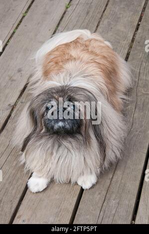 Pekingese Hund steht und blickt auf den ganzen Körper auf einer hölzernen Veranda. Niedliche kleine Hunderasse mit langen Haaren. Niedliches Haustier. Stockfoto