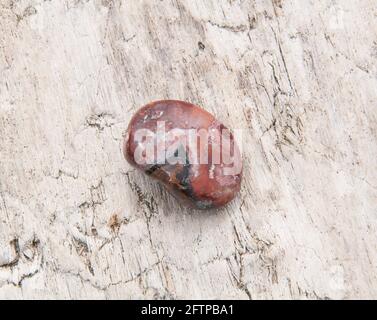 Spitzen Achat poliert Felsen Nahaufnahme. Manchmal auch als mexikanische Spitze bekannt, hat dieser geologische Stein wunderschöne Muster und Details auf einem Holzhintergrund. Stockfoto