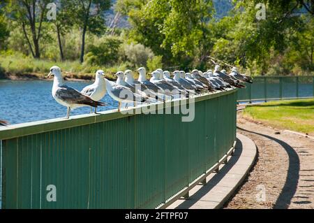 Viele Möwen auf einem Zaun, die für viele Konzepte wie Individualität, eigenes Ding, gegen die Menge gehen, auf den falschen Weg blicken. Stockfoto