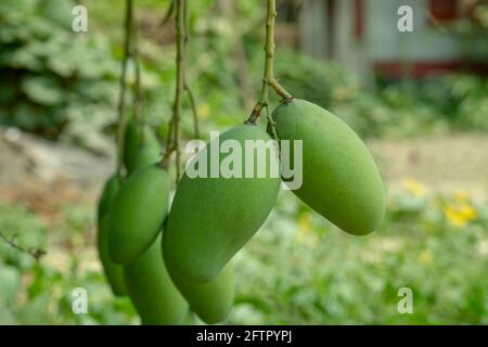 Desi grüne und rohe Mango in einem kleinen Mangobaum Nur 1 Fuß über dem Boden hinter dem Haus Stockfoto