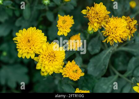 Floristen Chrysantheme oder Crepis-Dandelion-Blumenpflanzen auch als indische Chrysantheme aus Chrysantheme Indicum gelbe Blume Stockfoto