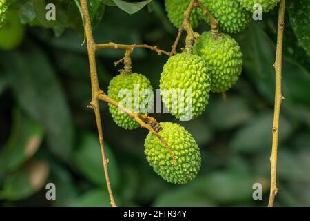 Grüne Litchi oder Litschi, die eine saisonale Frucht und Sehr süß köstlich, wenn es reif ist Stockfoto