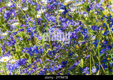 Lysimachia foemina wird allgemein als blaues Pimpernel oder Witterungsglas des armen Mannes bezeichnet und wurde früher Anagallis foemina genannt. Es handelt sich um ein niedrig wachsendes Jahr Stockfoto