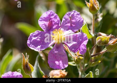 Cistus albidus, die graublättrige Zistrose, ist eine strauchige Blütenpflanze aus der Familie der Cistaceae, mit rosa bis violetten Blüten, die in Süd- Stockfoto