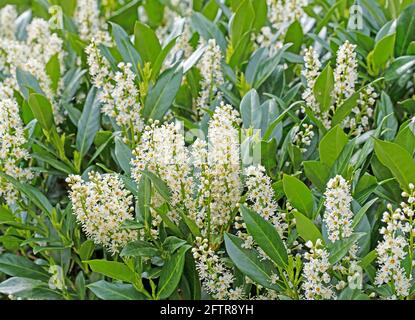 Blühender Kirsche Lorbeer, Prunus laurocerasus, im Frühjahr Stockfoto