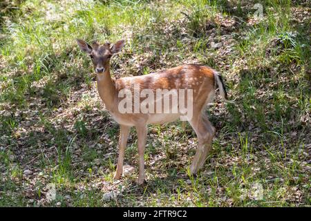 Junge Exemplare von Brachling oder Hirschen in der Sierra de Cazorla. Der wissenschaftliche Name ist Dama dama, manchmal auch Cervus dama genannt, es ist eine Art von Stockfoto