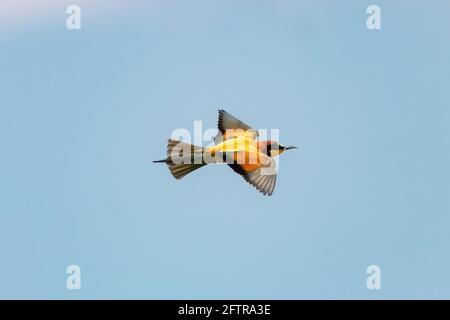 Europäischer Bienenfresser, Merops apiaster, im Donana-Nationalpark, Huelva, Spanien Stockfoto