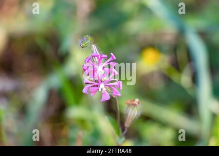 Silene colorata ist eine Pflanzenart aus der Familie der Caryophyllaceae. Gebräuchliche Namen sind Pink Pirouette, Zwerg Pink Star, Mediterranean Catchfly Stockfoto