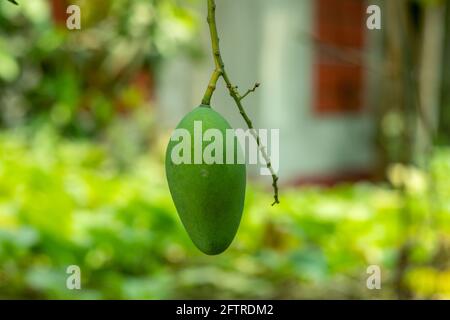 Einzelne Mango hängen an einem kleinen Baum hinter den Lebenden Zu Hause Stockfoto