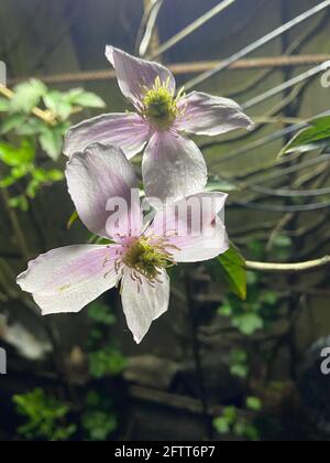 Clematis Montana Grandiflora Laub Duftender, Blühender Kletterstrauch Stockfoto